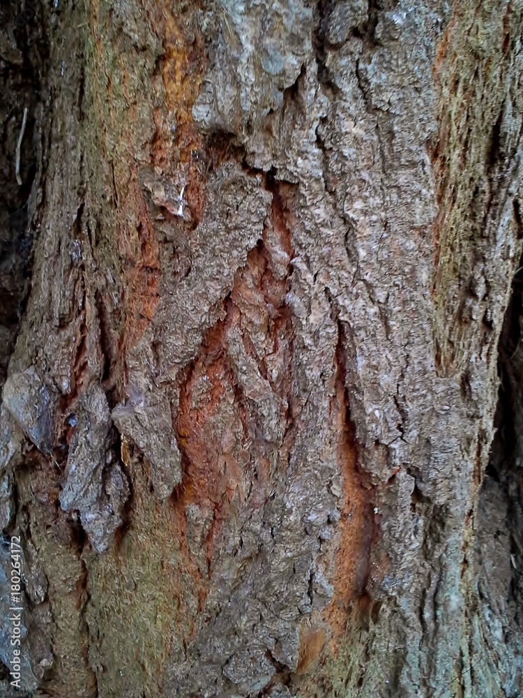Knarled Bark Pattern