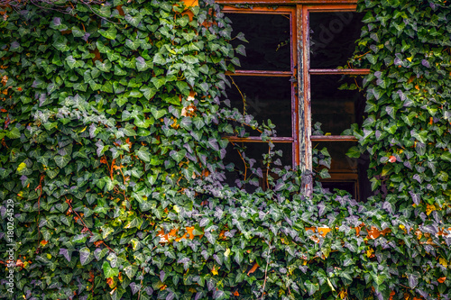 Ivy in a window of a abandoned house