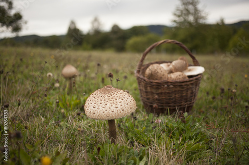 Big parasol mushroom on the grass in cloudy weather with basket full of them.