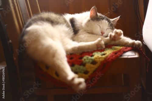 Fototapeta Naklejka Na Ścianę i Meble -  cat sleep on knitted tissue in country interior