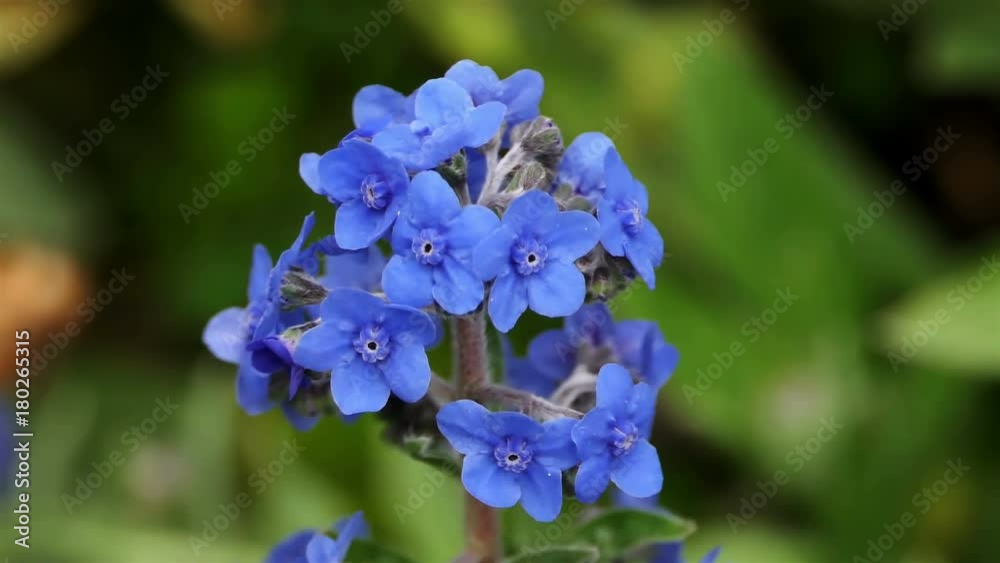 blue flower swaying gently with the breeze. nature background. water drops on Strange tropical wild blue flowers background with copy space. ecology concept. exotic plants full hd and 4k. blue flower swaying gently with the breeze. nature background. water drops on Strange tropical wild blue flowers background with copy space. ecology concept. exotic plants full hd and 4k.