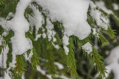 The first snow on the green branches of spruce photo