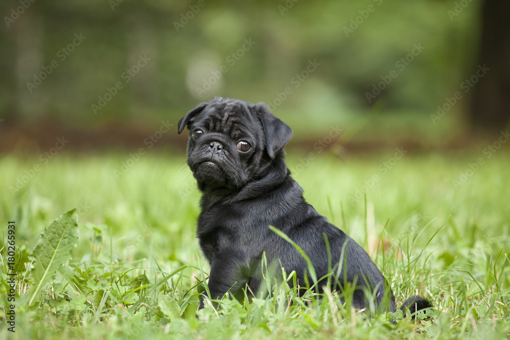 cute little happy black puppy pug in park on grass training