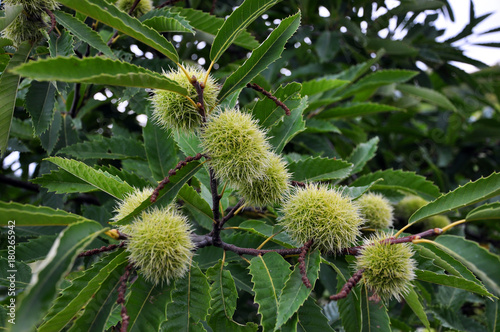 Chestnut is edible in a prickly plush