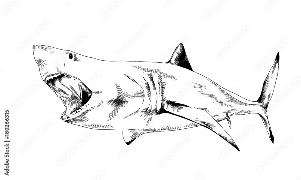Great White Shark Drawings Tattoo