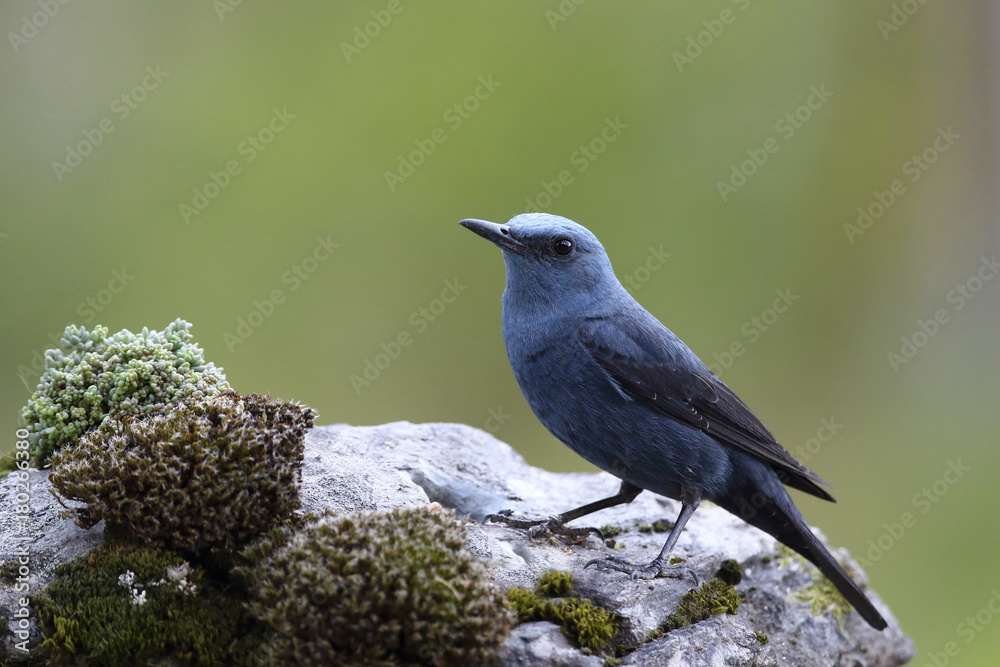 Blue rock thrush, male on the rocks Blue rock thrush, male on the rocks