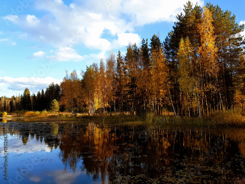 Autumn forest with a lake nearby 