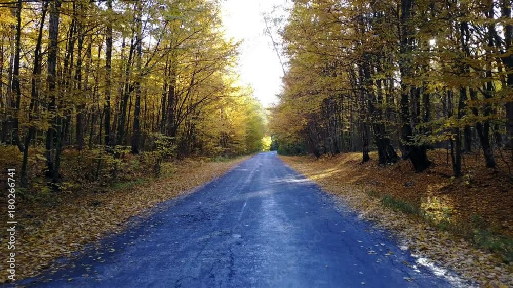The road in the yellow autumn forest with alley