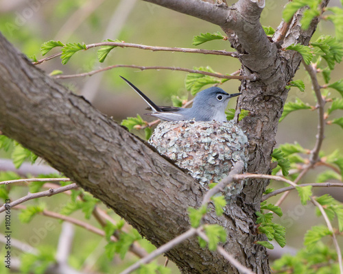 Blue-gray Gnatcatcher on nest