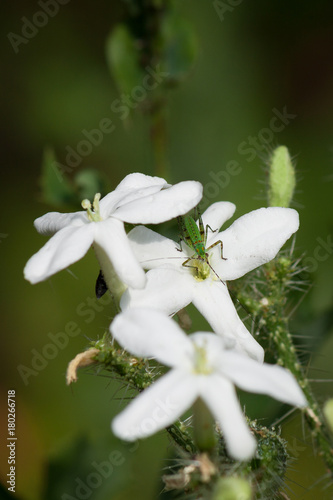 Katydid nymph sitting on a Texas Bull Nettle wildflower