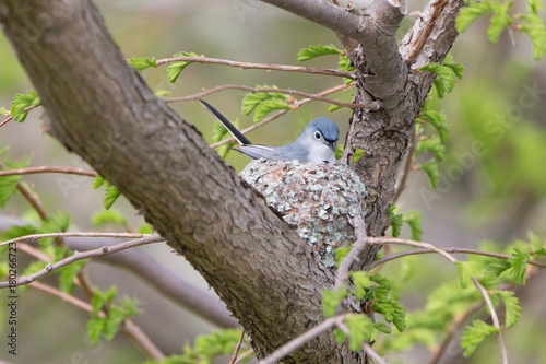 Blue-gray Gnatcatcher on nest