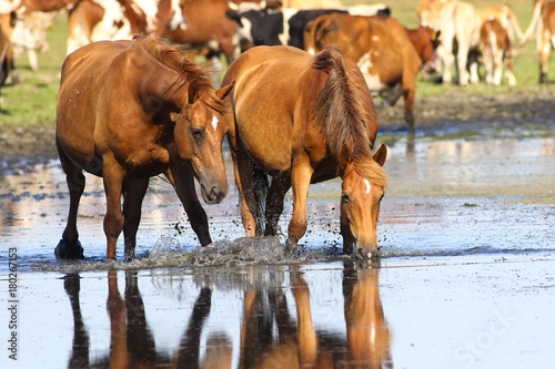 Two wild sorrel horses drinking water © Geza Farkas