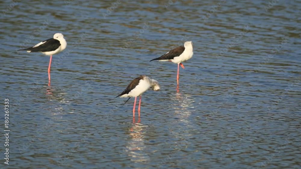 Common Stilts Resting in Shallow Pond. FullHD video 1080p