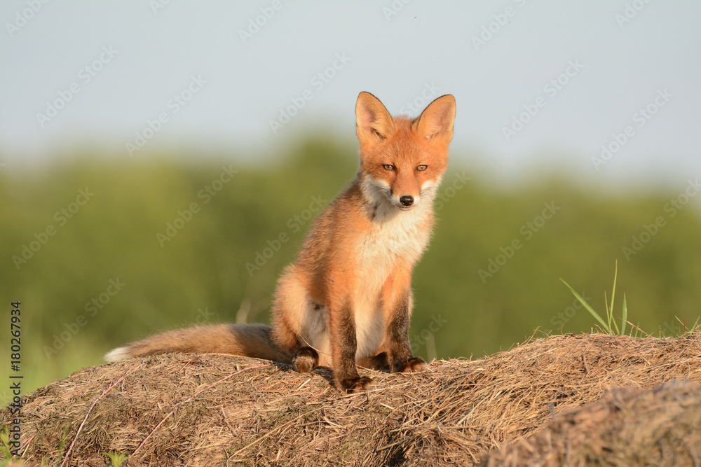 Naklejka premium Fox