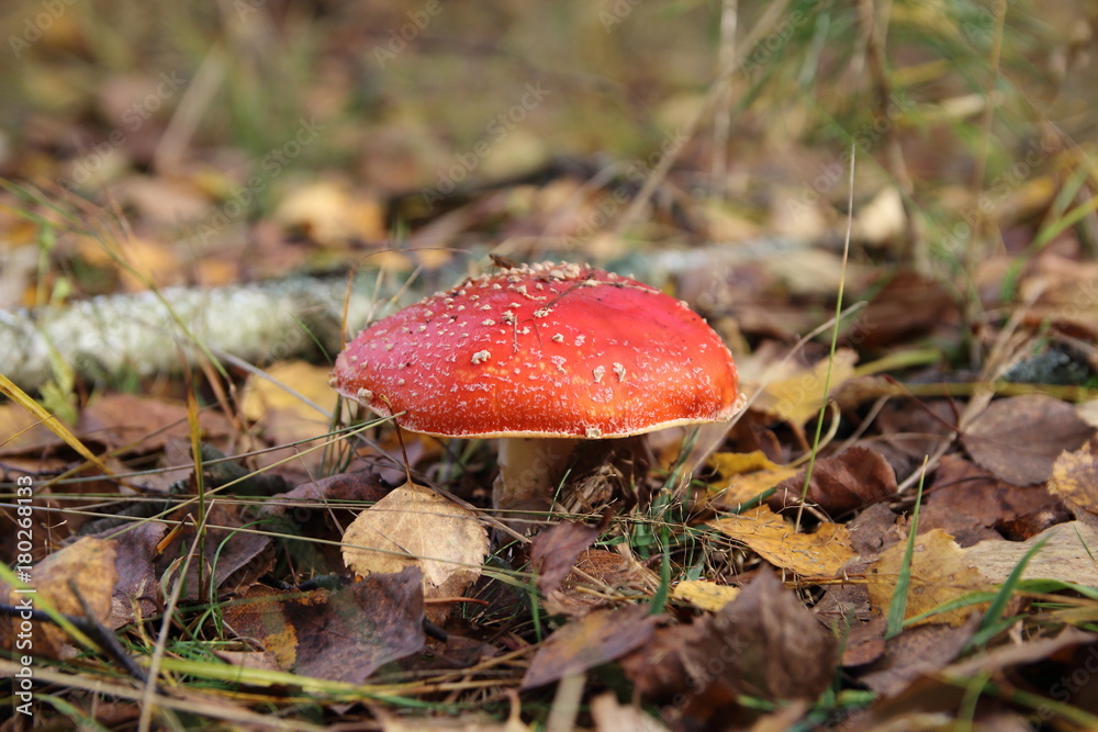 Amanita