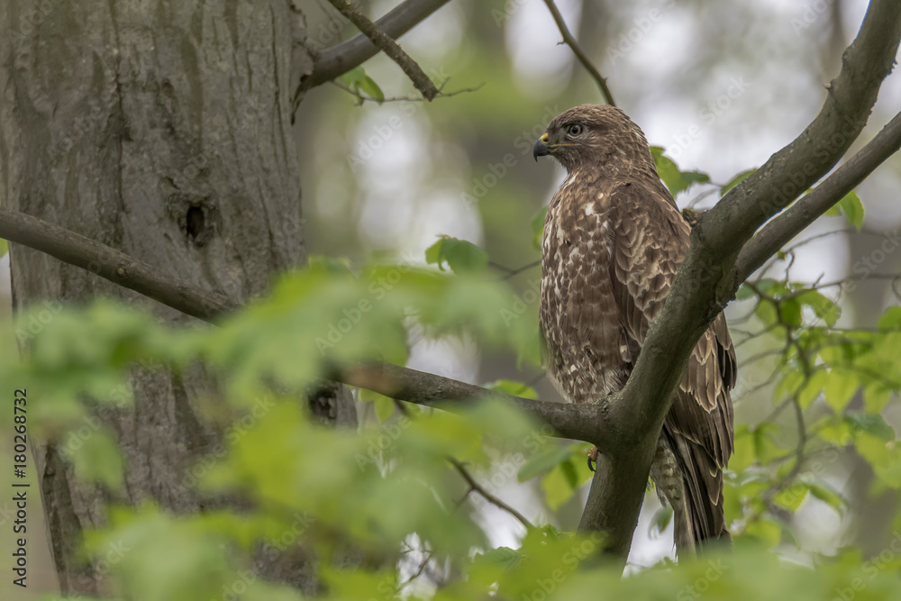 A mouse bussard sitting on a branch in the forest A mouse bussard sitting on a branch in the forest