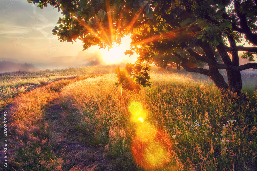 Vivid sun rays through branches of tree on morning meadow at sunrise. Bright dawn with shining sunbeams.