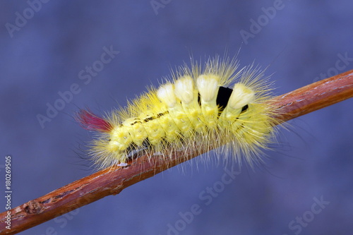 Pale tussock moth caterpillar, Calliteara pudibunda