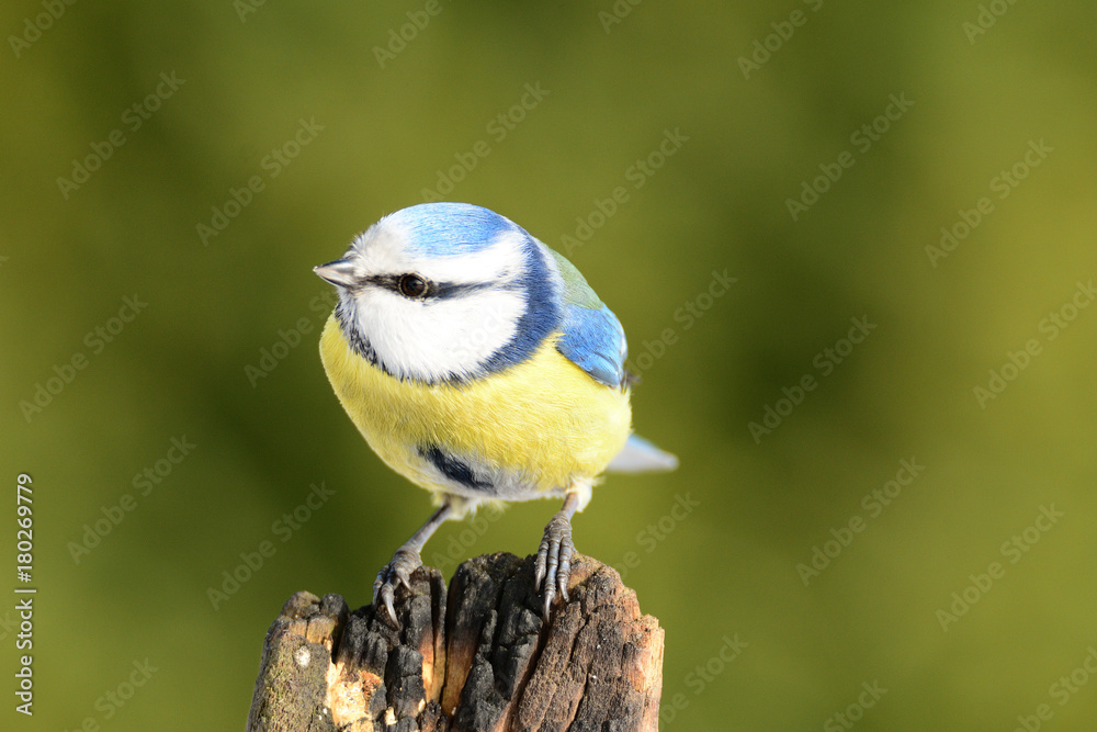 Obraz premium Sikorka