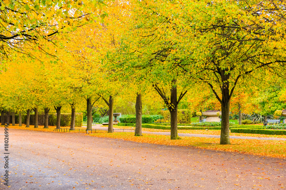 Naklejka premium Tree lined avenue in Regent's Park of London