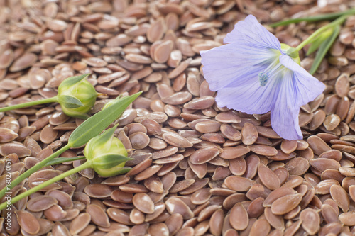 Flax Seeds and Flower - Linum usitatissimum photo
