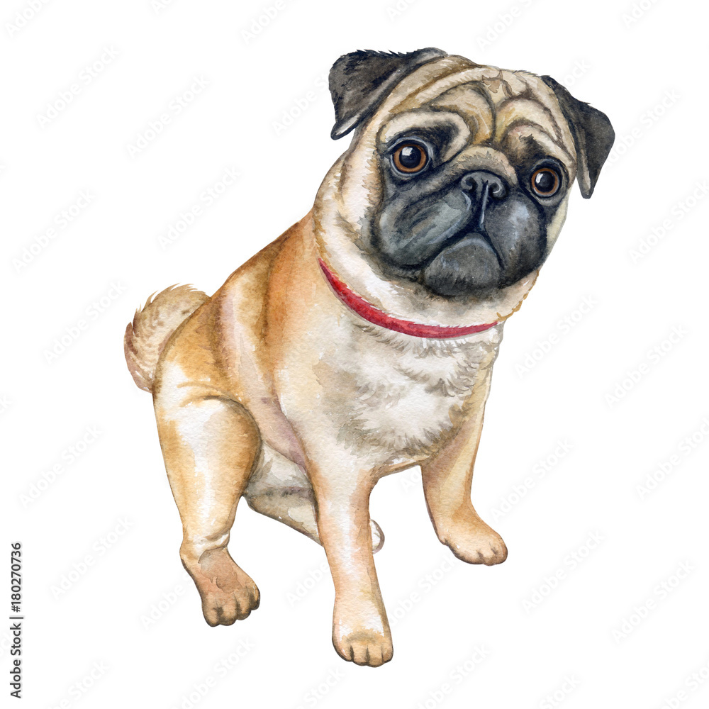 Dog pug isolated on white background. Watercolor. Illustration. Template. Image. Picture