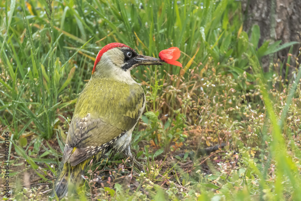 The European green woodpecker (Picus viridis) siting in the grass and nibbles at a poppy flower The European green woodpecker (Picus viridis) siting in the grass and nibbles at a poppy flower