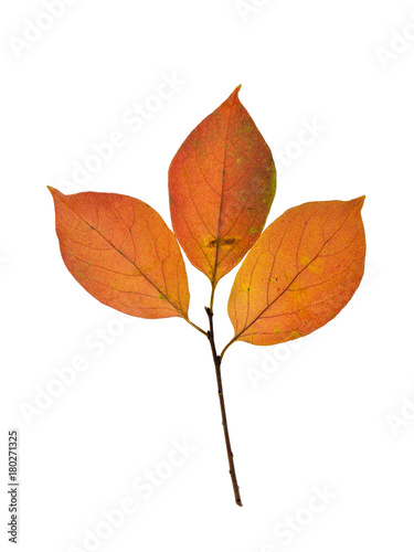 Close-up of Persimmon Leaves in autumn, isolated on white background