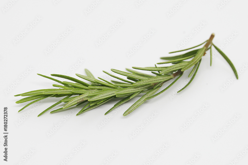 Fototapeta premium Rosemary on white background