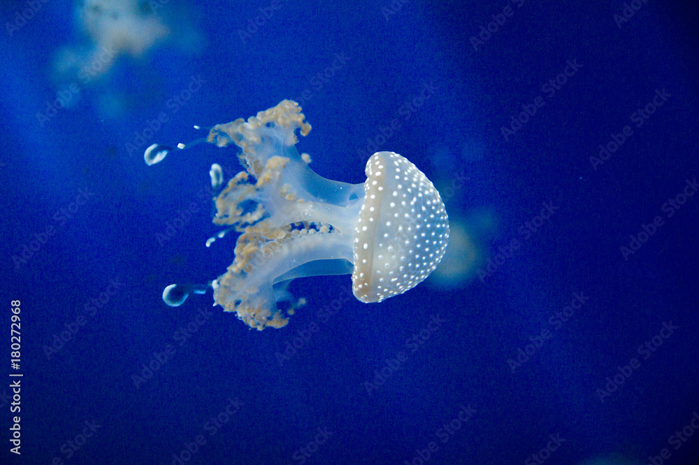 Fototapeta premium meduza zbliżenie na niebieskim tle w akwarium Genova