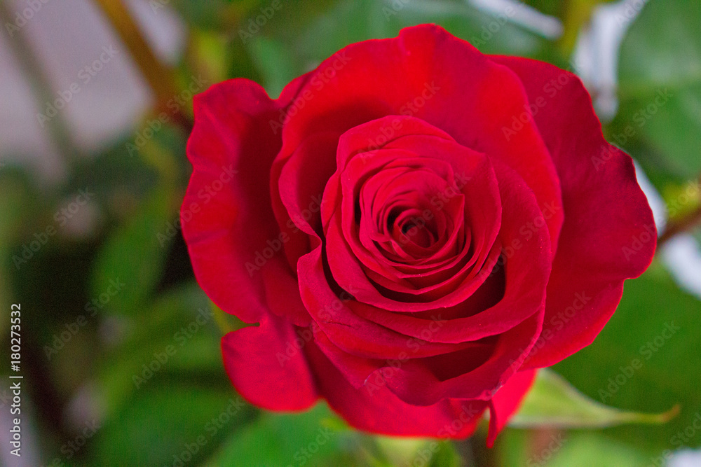 Rose. Beautiful flower. Floral decoration. Macro. Nature.