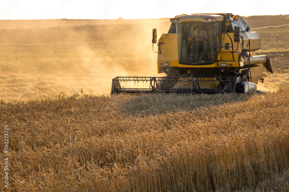 Obraz premium Harvest time