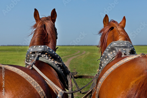 Two horses in team go forward