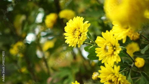 yellow chrysanthemum bush on a wind
