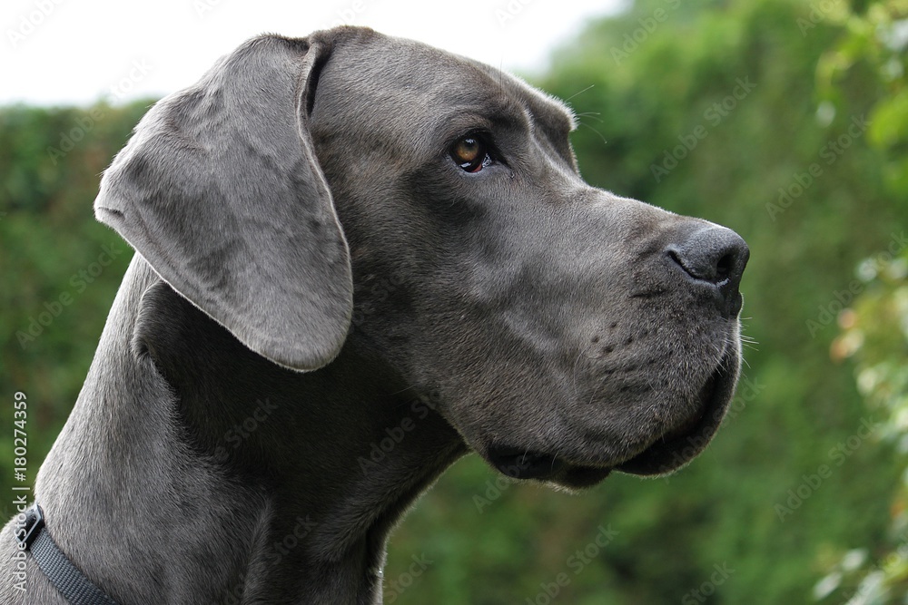 Kopf portrait einer grau blauen deutschen Dogge im Garten