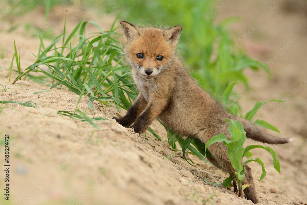 Fototapeta premium Baby fox
