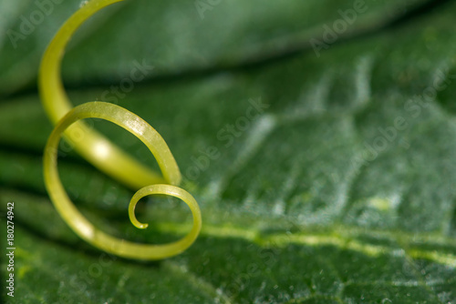 Extremely close up of a plant spiral - selective focus
