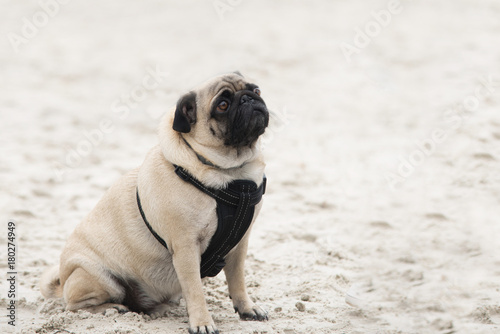 close up on pug dog on sand, sad face