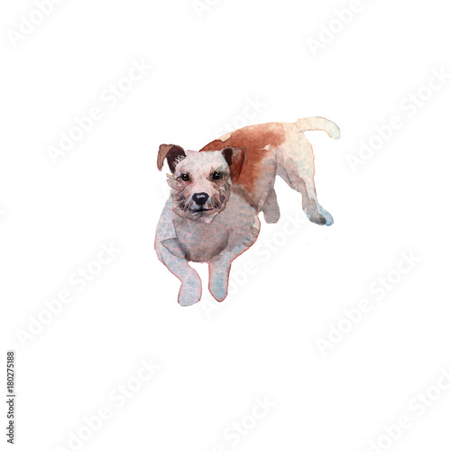 JackRussel terier dog puppy hand drawing watercolor