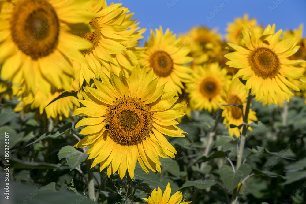 A field of Sunny Sunflowers A field of Sunny Sunflowers