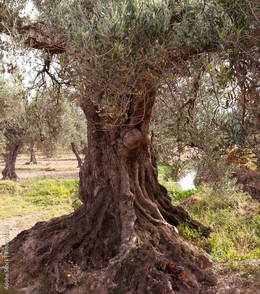 Millenary tree Millenary tree