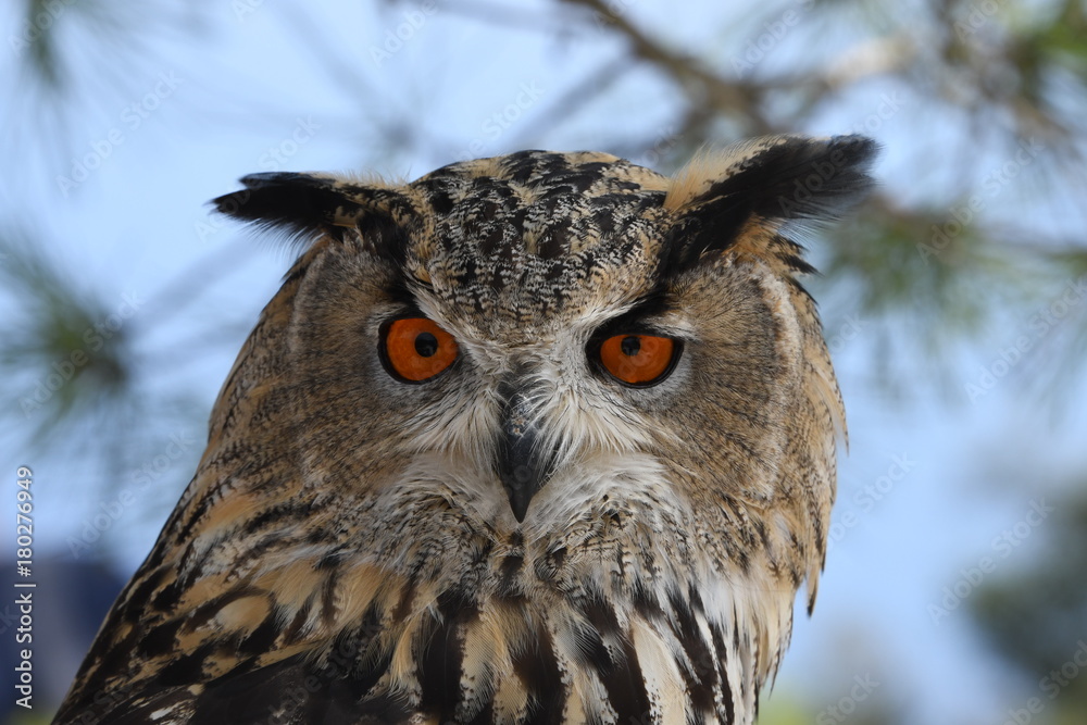 Fototapeta premium eurasian eagle owl portrait