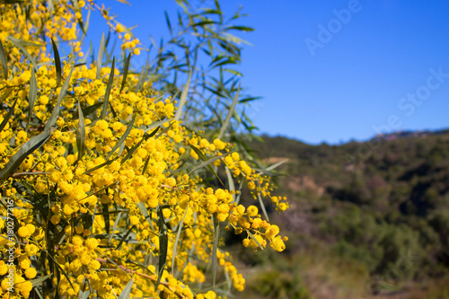 Fototapeta Naklejka Na Ścianę i Meble -  Mimosa. Beautiful yellow flowers. Spring time.