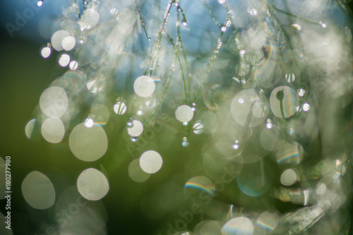 Abstract composition with dew drops over plants - selective focus, copy space