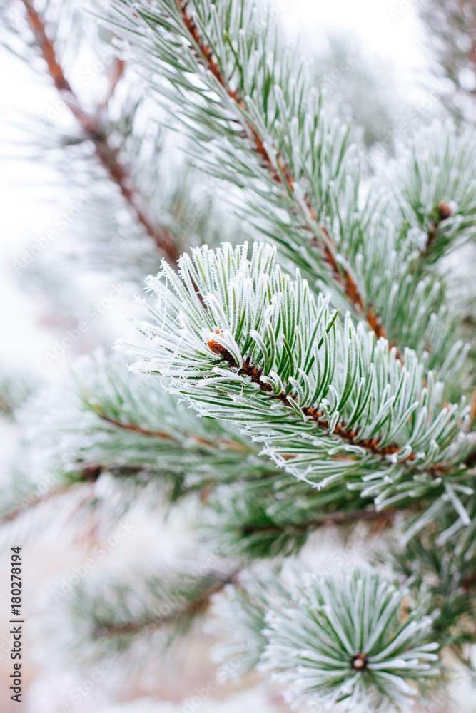 Branch of christmas tree on winter forest, covered by frost. Branch of christmas tree on winter forest, covered by frost.