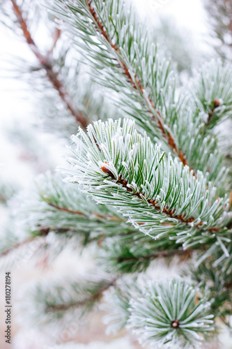 Branch of christmas tree on winter forest, covered by frost. © sharafmaksumov