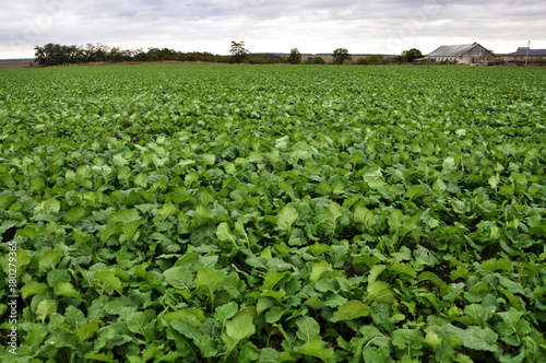 In the autumn field grows winter rape photo