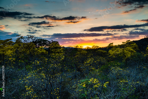 Trees of guayac  n