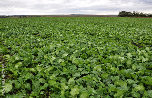 In the autumn field grows winter rape photo