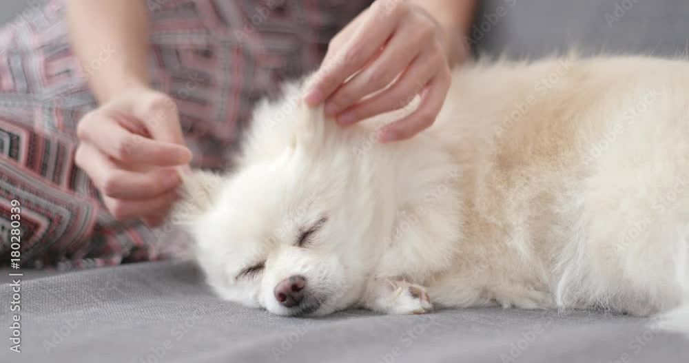 Pet owner touch on Pomeranian dog and sleep on sofa Pet owner touch on Pomeranian dog and sleep on sofa